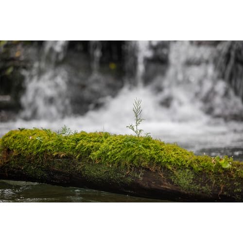 Sigma 28-105mm f/2.8 DG DN Art Lens (L-Mount) - Image 4